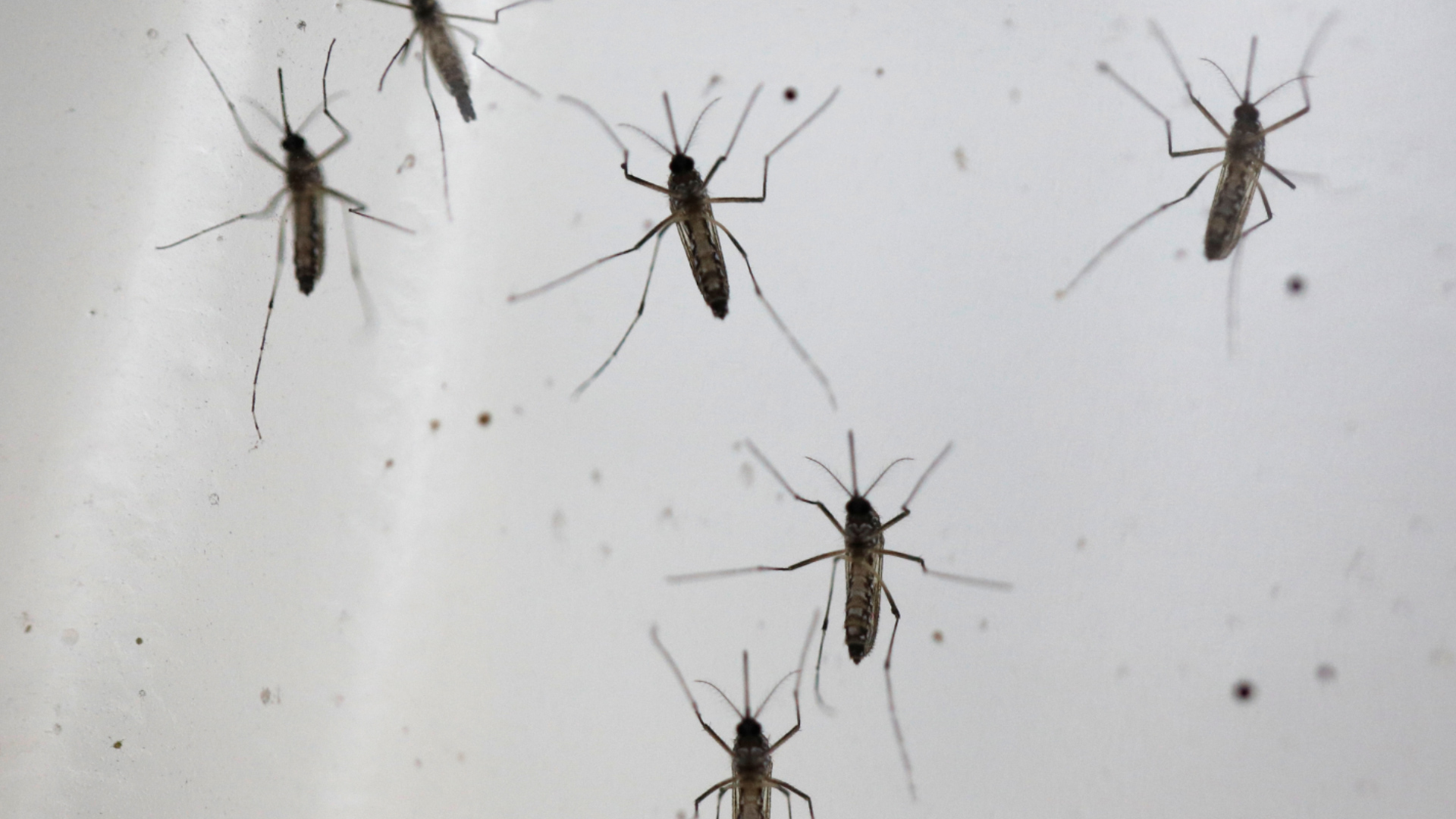 Phát hiện loại muỗi Tây Phi nguy hiểm có khả năng gây bệnh sốt rét