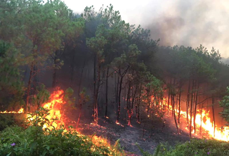Thủ tướng yêu cầu triển khai quyết liệt các biện pháp phòng cháy, chữa cháy rừng