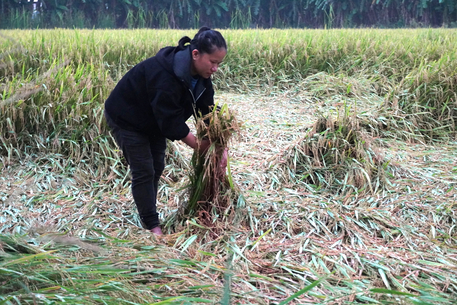 Gần 2.800ha lúa bị đổ ngã do mưa dông