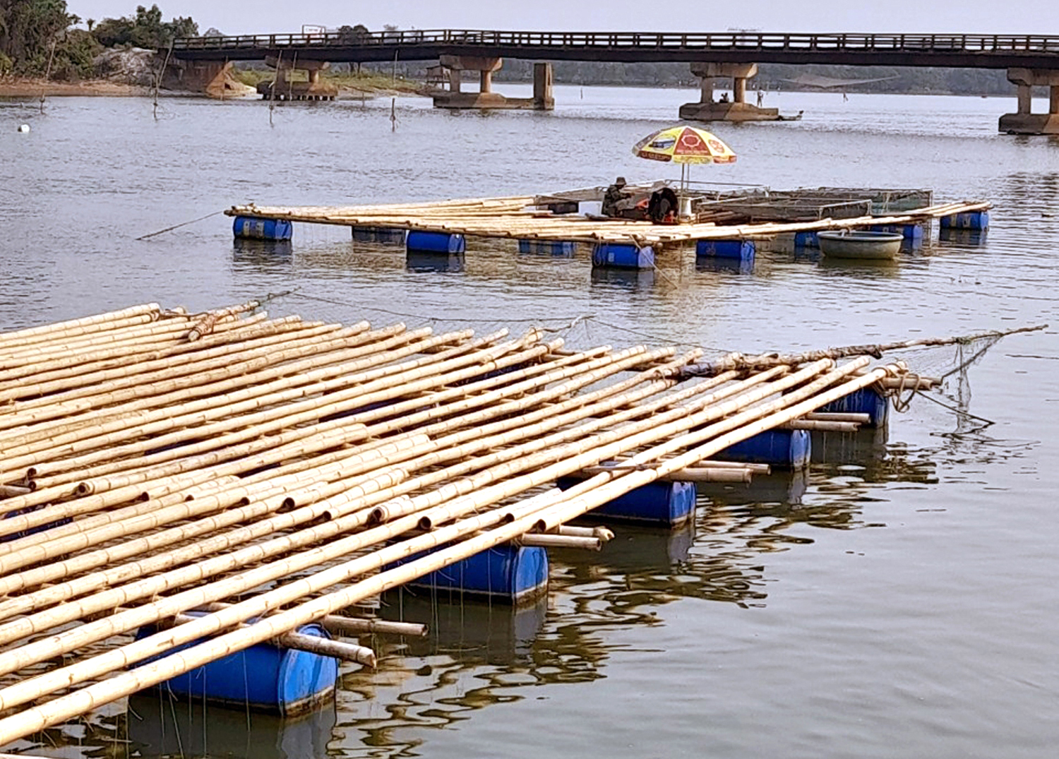Quảng Ninh: Hơn 90% diện tích hàu nuôi trên sông bị thiệt hại do mưa lớn
